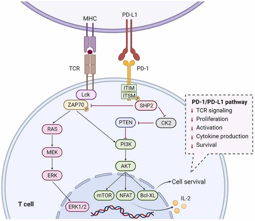 Mechanisms of PD-1_PD-L1 pathway in T cells.jpg